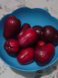 Setup jambu bol