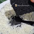 Bolu kukus ketan hitam Gluten Free lembut menul anti gagal
