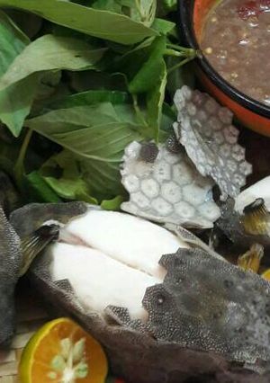 Hình của món Cá Bò Hòm Hấp.