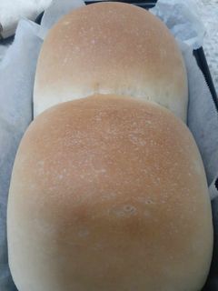 中種法鮮奶吐司 的食譜成品照片