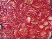 Una foto de gelatina de cerezas