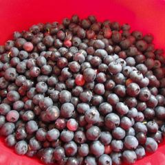 A picture of Blueberry Dumpling.