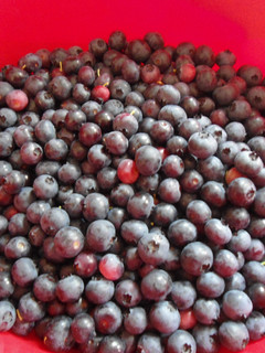 A picture of Blueberry Dumpling.
