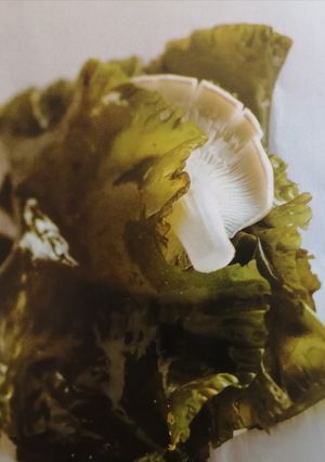 Une photo de Algues et Pleurotes au beurre