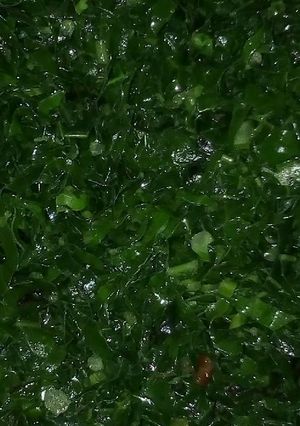 A picture of Fried sukuma wiki.