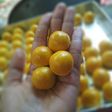Nastar lumerrr