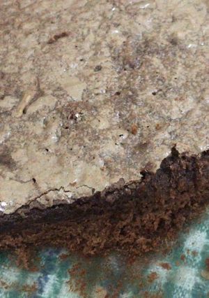 Una foto de Brownie