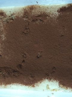 Foto resep Tiramisu dessert