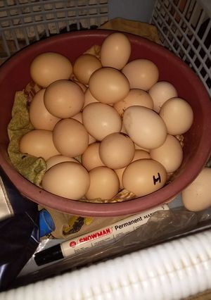 Foto resep Menyimpan telur ayam kampung