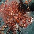 Sambal dadak terasi