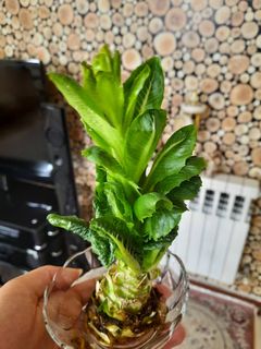 عکسی از دستور رشد مجدد کاهو