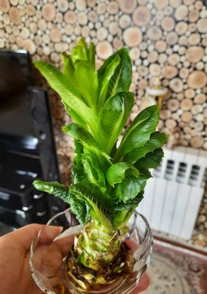 عکسی از دستور رشد مجدد کاهو