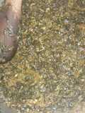 Kienyeji mboga with cream