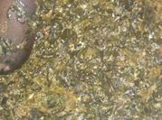 A picture of creamed managu