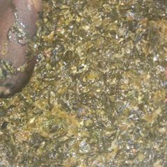 A picture of Kienyeji mboga with cream.