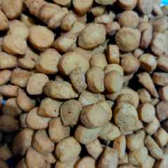 A picture of Biji Ketapang.