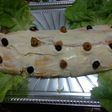 Pionono Relleno de Atún