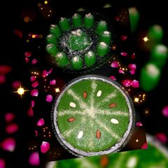 A picture of Souji ka green halwa.