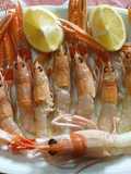 Scampi crudi