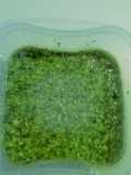 Basil Pesto (Genoese Style)