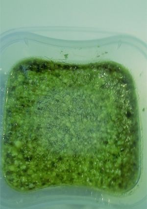 A picture of Basil Pesto (Genoese Style).