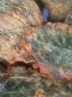 Foto resep Kripik bayam