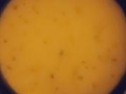 Une photo de crème de citrouille