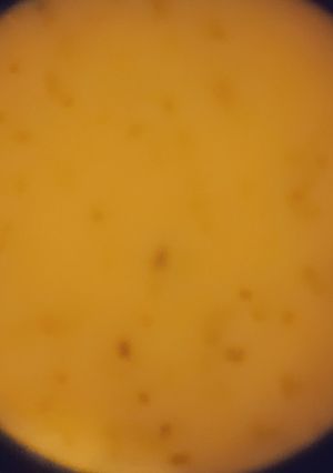 Une photo de Velouté de potiron aux noix de saint jacques