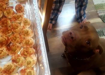 Unique Recipe Dirty Deviled Eggs Delicious Steady