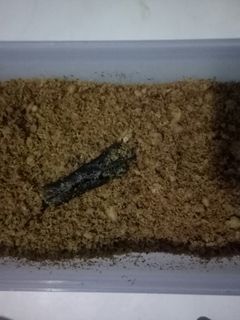 Foto resep Abon ikan tongkol