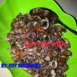 Cumi cumi masak hitam