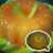 PuDinG buah Mangga