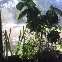 A picture of California Farm Windowsill Shallots, Garlic, Chives, Scallions, Lemon Grass.