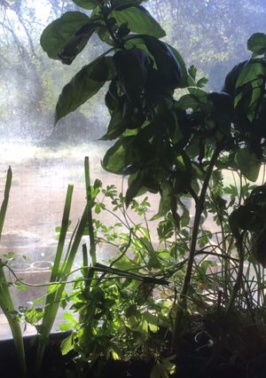 A picture of California Farm Windowsill Shallots, Garlic, Chives, Scallions, Lemon Grass.