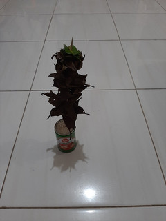 Foto resep Cara Menyimpan daun salam dan daun jeruk agar awet berbulan2