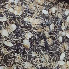 รูปของ Brownies Tanpa Pengembang(Anti gagal)