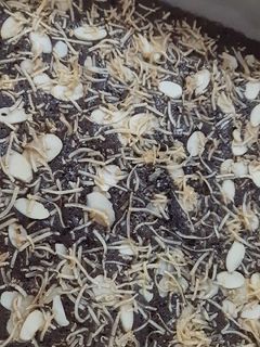 Foto resep Brownies Tanpa Pengembang(Anti gagal)