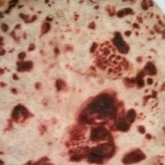 A picture of Sweet Chapati.