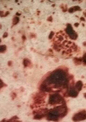 A picture of Sweet Chapati.