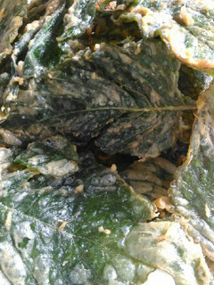 Foto resep Kripik bayam goreng