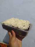 5. Brownies Nutricake