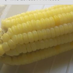 A picture of Boiled maize.