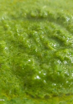 A picture of Green chutney.
