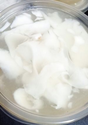 Foto resep Pudding Kelapa Muda