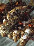 Banyar Asam Manis