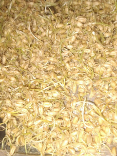 عکسی از دستور جوانه گندم