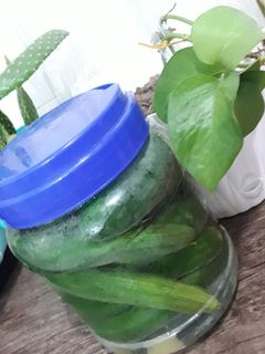 عکسی از دستور خیارشور 😉