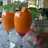 Jus Mangga