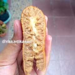 A picture of Martabak Manis.