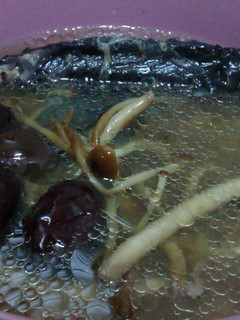紅棗烏骨雞燉菇菇湯 的食譜成品照片